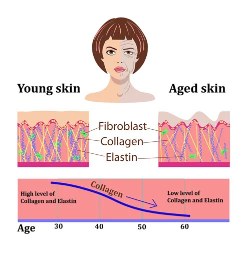 Young skin aged skin